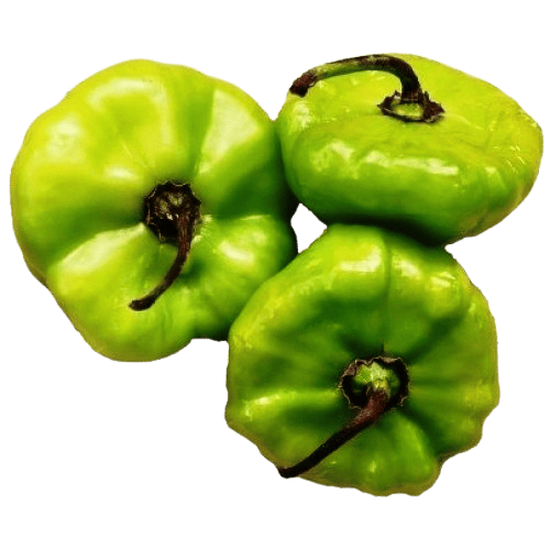 Ajicito