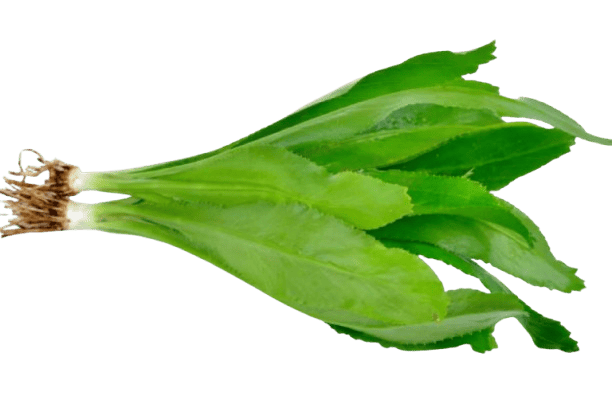 Culantro